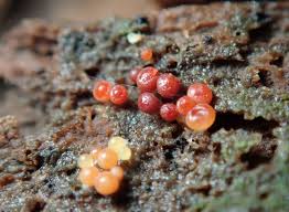 Attēlu rezultāti vaicājumam “Arcyria helvetica macro”