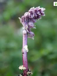 Attēlu rezultāti vaicājumam “Lathraea squamaria flower”