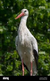 Attēlu rezultāti vaicājumam “Ciconia ciconia adult”