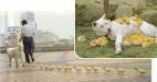 Imprinting | in Chapter 08: Animals | from Psychology: An ...