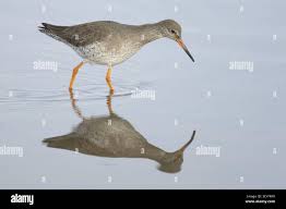 Attēlu rezultāti vaicājumam “Tringa totanus adult”