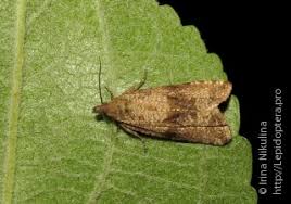 Attēlu rezultāti vaicājumam “Celypha striana”