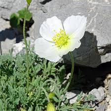 Image result for Alpenmohn