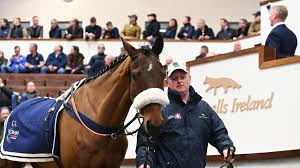 Image result for Staffordshire Stallions