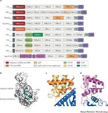 Attēlu rezultāti vaicājumam “Enteridium variabile plasmodium”