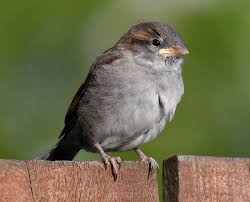 Attēlu rezultāti vaicājumam “Passer domesticus juvenile”