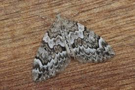 Attēlu rezultāti vaicājumam “Thera variata”