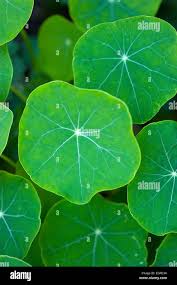 Attēlu rezultāti vaicājumam “Tropaeolum majus leaf”