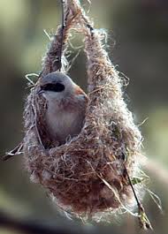 Attēlu rezultāti vaicājumam “Remiz pendulinus nest”