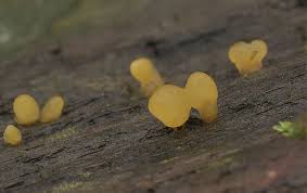 Attēlu rezultāti vaicājumam “Calocera glossoides”