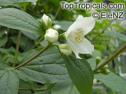 Attēlu rezultāti vaicājumam “Philadelphus coronarius flower”