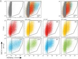 Attēlu rezultāti vaicājumam “Enteridium variabile macro”