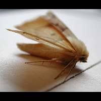 Attēlu rezultāti vaicājumam “Crocallis elinguaria larva”