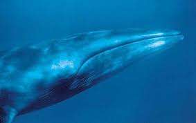 Image result for Balaenoptera borealis