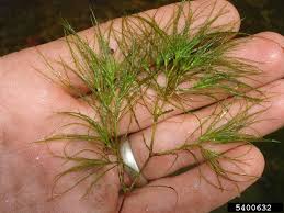 Attēlu rezultāti vaicājumam “Najas minor”