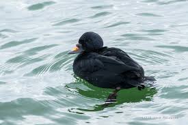 Attēlu rezultāti vaicājumam “Melanitta nigra male”