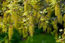 Attēlu rezultāti vaicājumam “Quercus robur male flower”