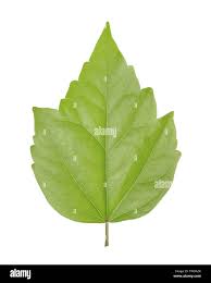 Attēlu rezultāti vaicājumam “Malvaceae”