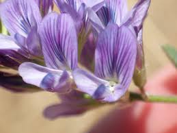 Attēlu rezultāti vaicājumam “Medicago sativa subsp. sativa”