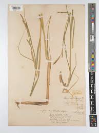 Attēlu rezultāti vaicājumam “Carex praecox”