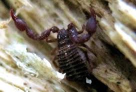 Attēlu rezultāti vaicājumam “Hamatocaulis lapponicus”