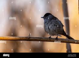 Attēlu rezultāti vaicājumam “Sylvia atricapilla”