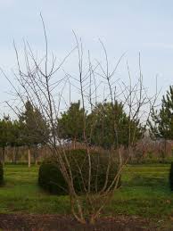 Attēlu rezultāti vaicājumam “Mespilus germanica leaf”