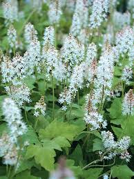 Attēlu rezultāti vaicājumam “Bayeriola thymicola”