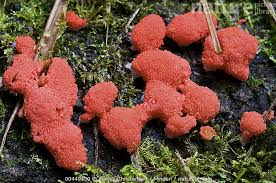 Attēlu rezultāti vaicājumam “Tubifera sp.”