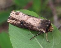 Attēlu rezultāti vaicājumam “Axylia putris”