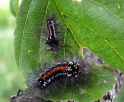 Attēlu rezultāti vaicājumam “Euproctis similis larva”