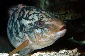 Image result for Labrus bergylta