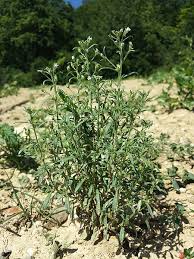 Attēlu rezultāti vaicājumam “Microrrhinum minus leaf”