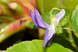Attēlu rezultāti vaicājumam “Viola riviniana flower”