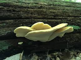 Attēlu rezultāti vaicājumam “Buglossoporus quercinus”