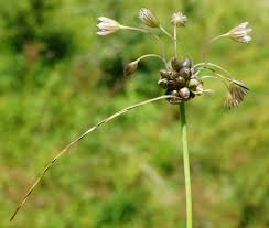 Attēlu rezultāti vaicājumam “Allium oleraceum bud”