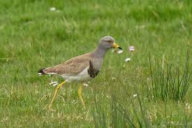 Attēlu rezultāti vaicājumam “Vanellus vanellus adult”