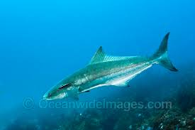 Image result for Rachycentron canadum