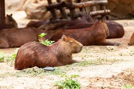 Attēlu rezultāti vaicājumam “Hydrochoerus hydrochaeris”