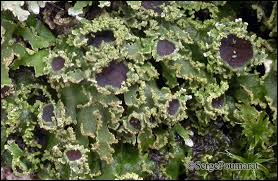 Attēlu rezultāti vaicājumam “Physconia enteroxantha”