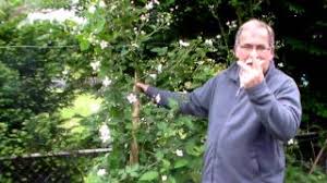 Image result for Rubus sectio