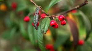 Attēlu rezultāti vaicājumam “Lonicera ferdinandii”