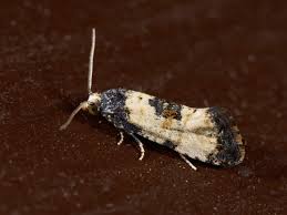 Attēlu rezultāti vaicājumam “Cochylis dubitana”