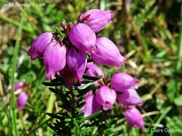 Attēlu rezultāti vaicājumam “Erica tetralix flower”
