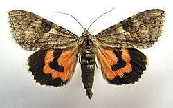 Attēlu rezultāti vaicājumam “Catocala nupta”