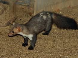 Attēlu rezultāti vaicājumam “Martes foina”
