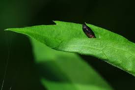 Attēlu rezultāti vaicājumam “Celypha siderana”
