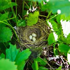 Attēlu rezultāti vaicājumam “Sylvia borin eggs”