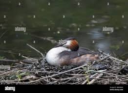 Attēlu rezultāti vaicājumam “Podiceps cristatus nest”