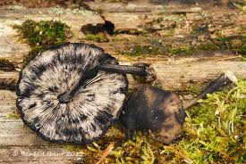 Attēlu rezultāti vaicājumam “Porotheleum fimbriatum”